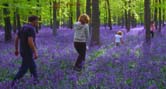 bluebells-family-walking-166x89