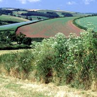 Hedgerows